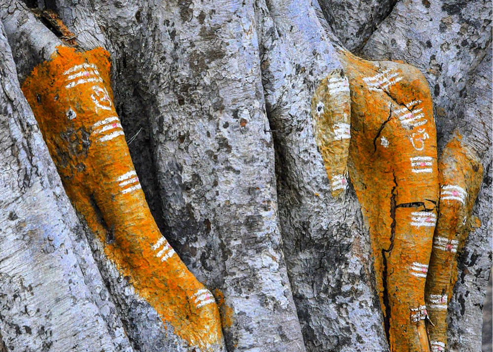 My Journey With Trees: Fascinating Photo Series By Dakshina Murthy